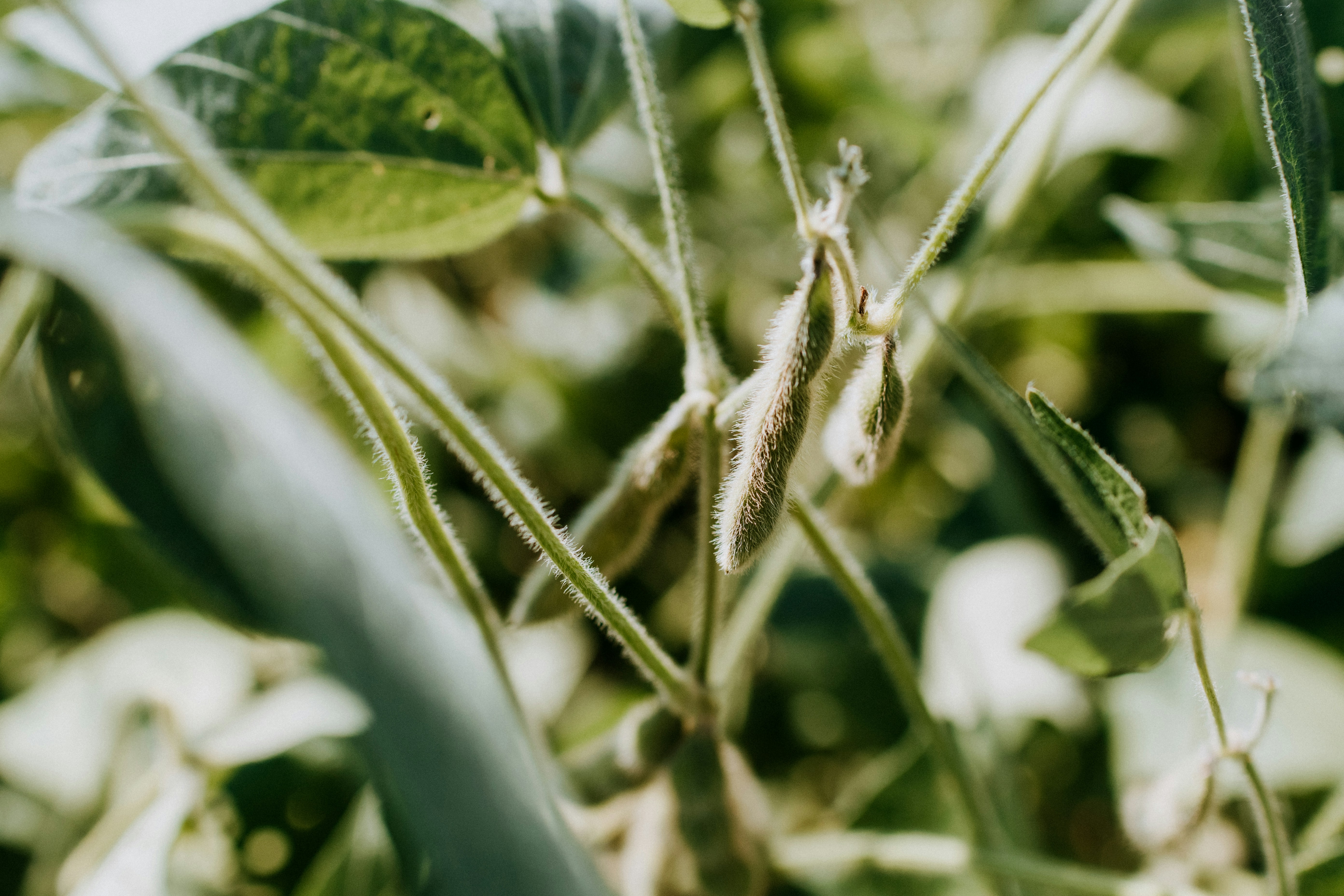 Soybean pods developing on a green plant