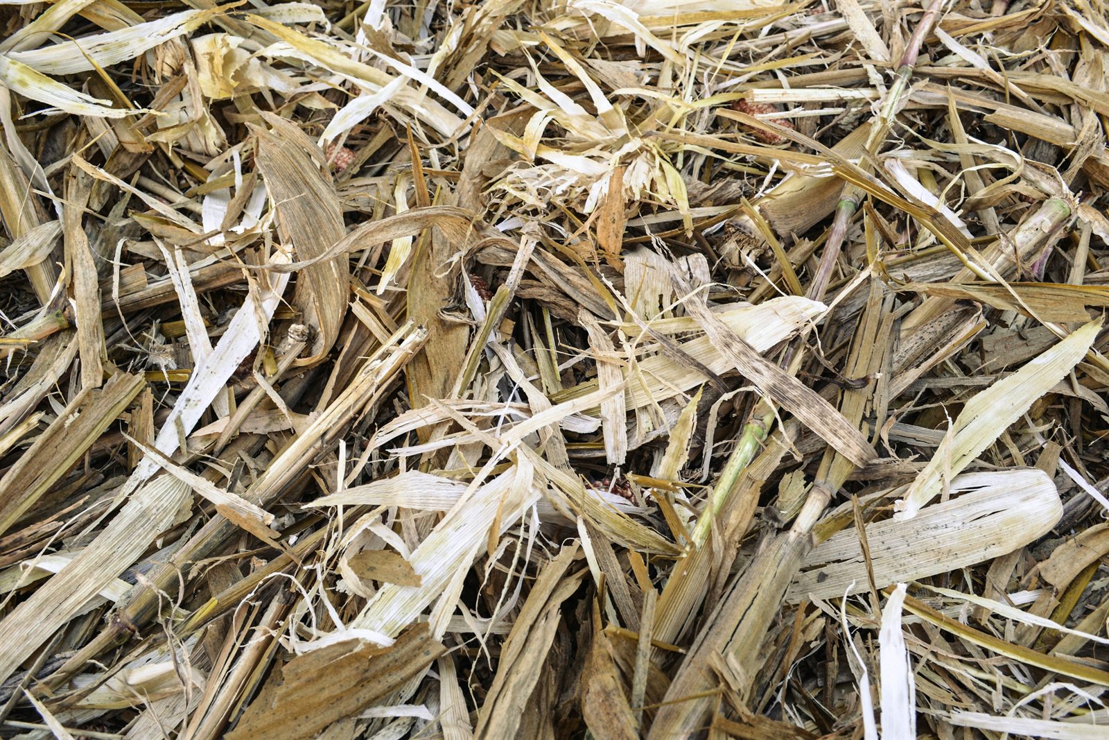 Heavy corn residue covering the soil after harvest
