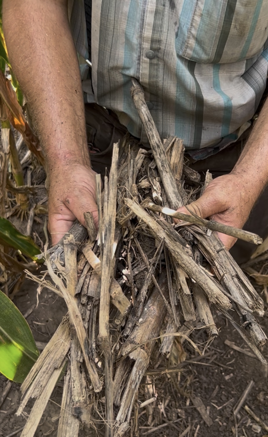 D-Comp-treated crop residue photographed during a September 2025 field observation