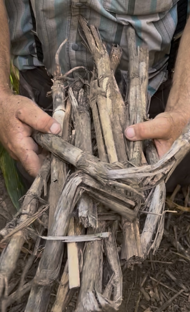 Untreated crop residue photographed during a September 2025 field observation
