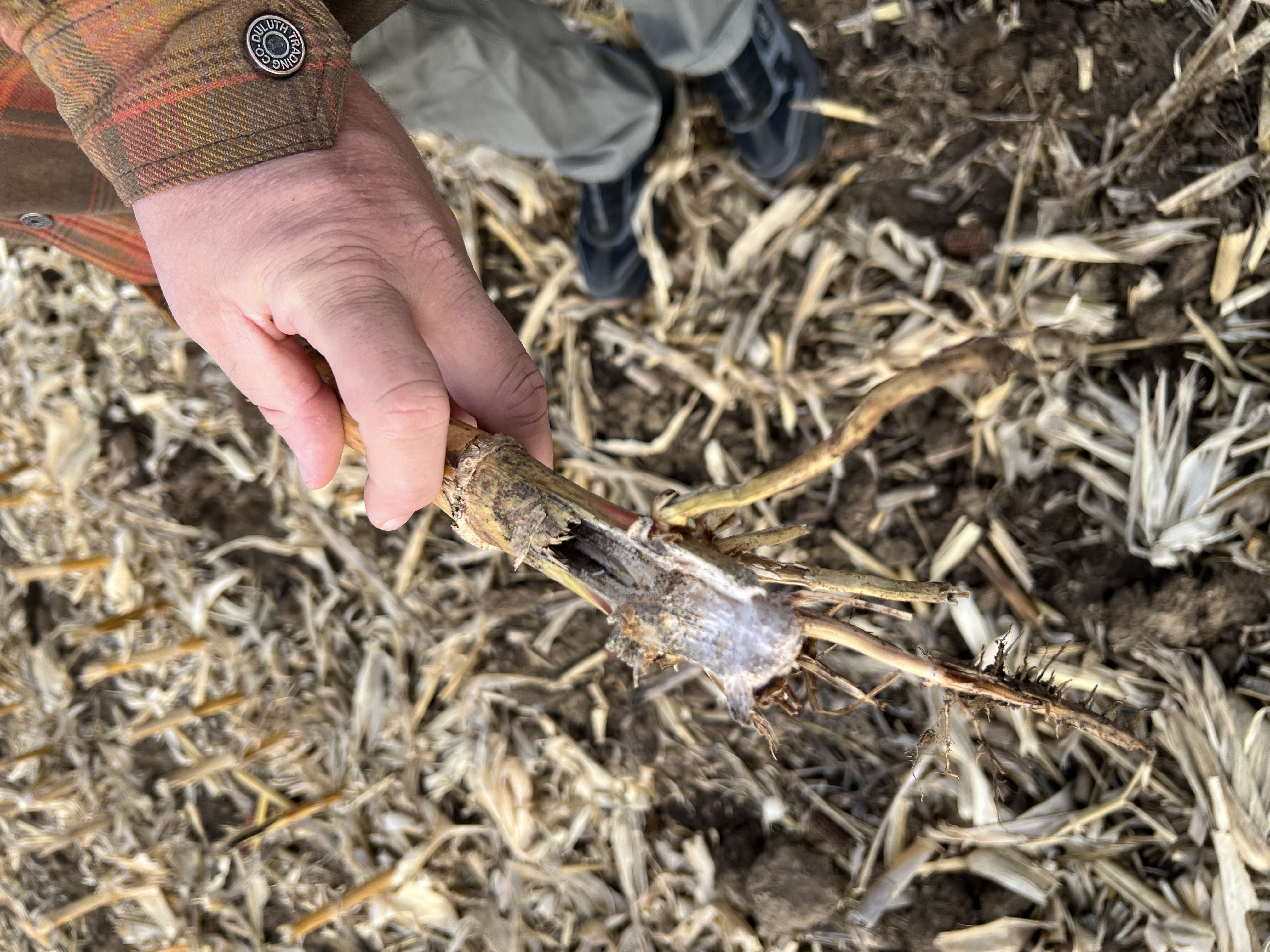 Person pulling apart a decomposing corn stalk to inspect residue breakdown in a harvested field