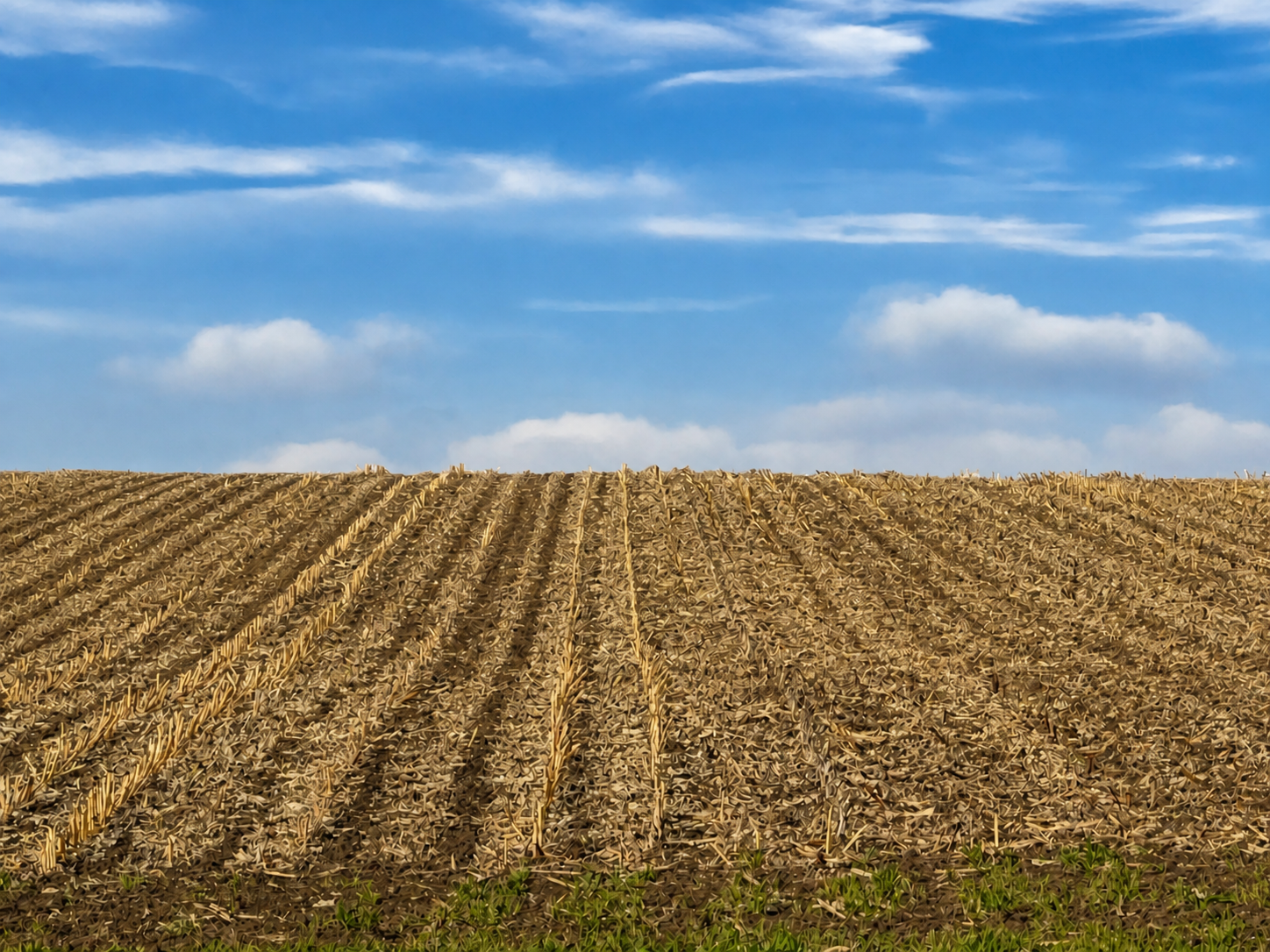 Same field comparison with the D-Comp-treated area on the left and untreated area on the right