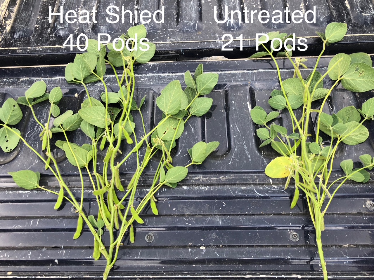 2025 soybean side-by-side field observation showing Heat Shield and untreated plants