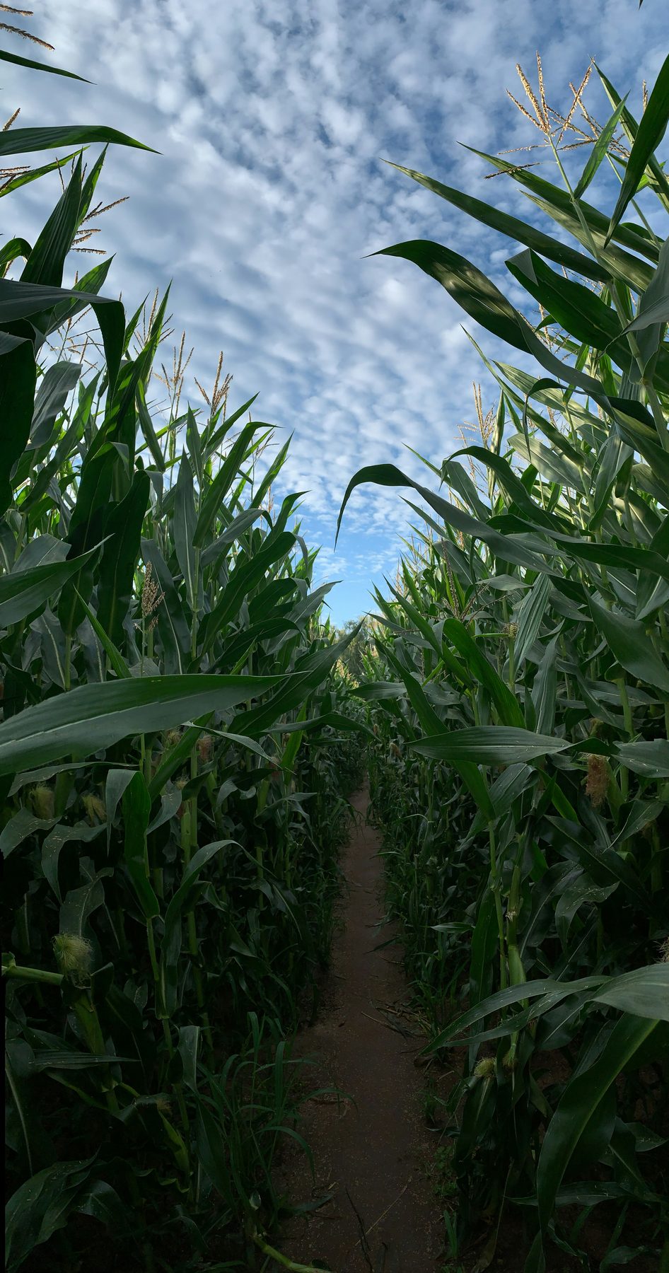 Corn field canopy looking up toward the sky from between rows
