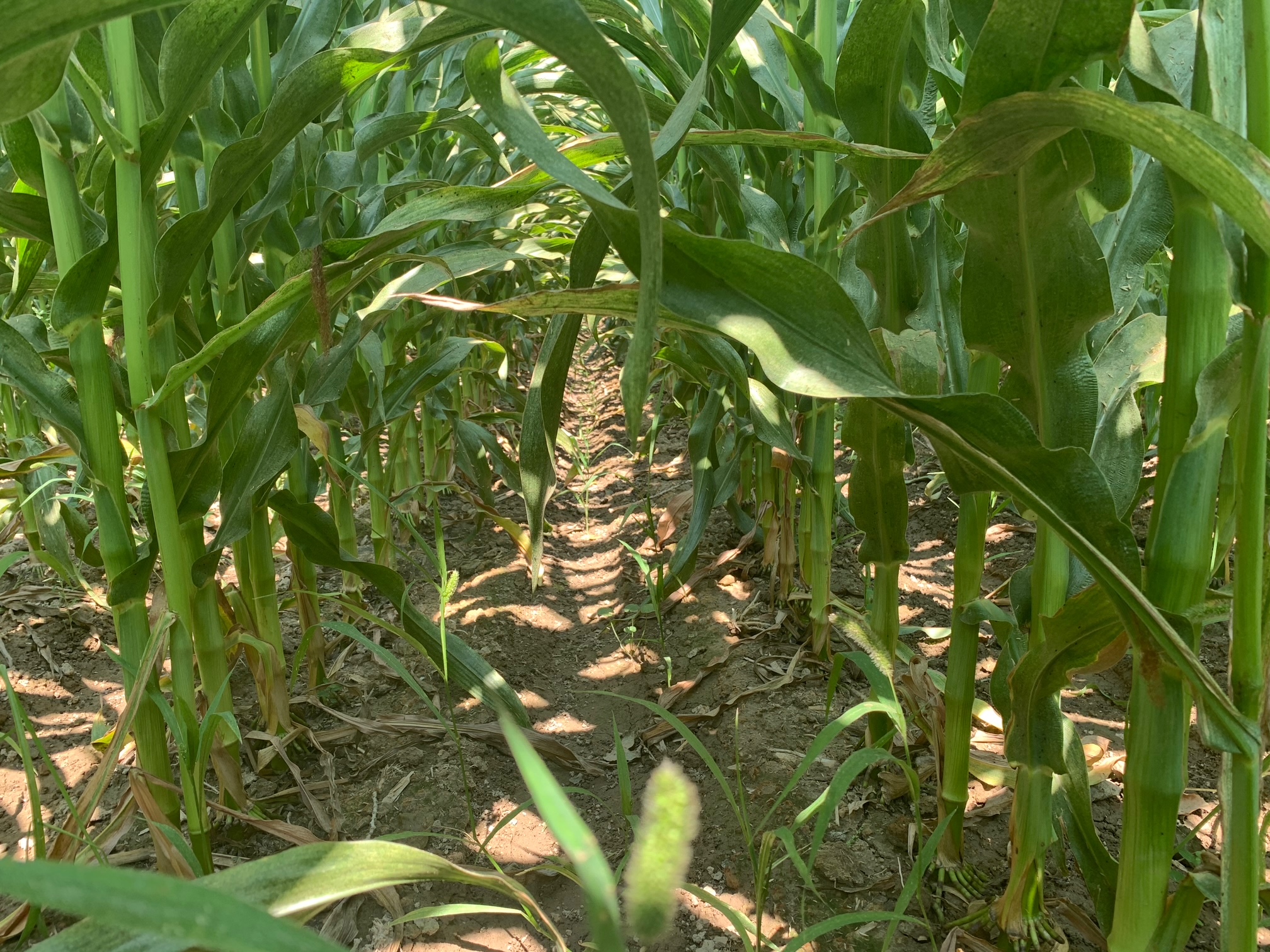 Heat Shield-treated corn rows used for field comparison