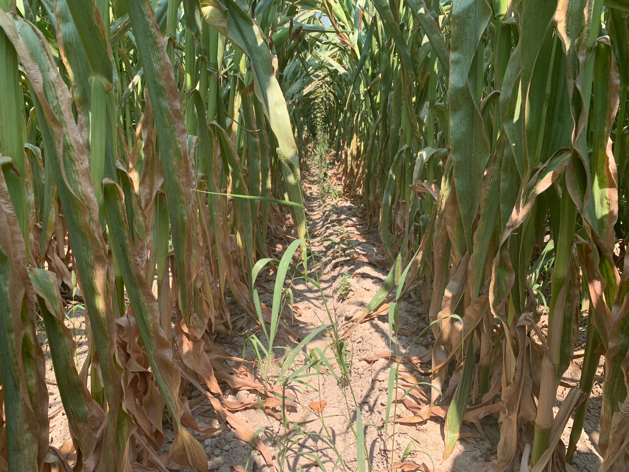 Untreated corn rows used for field comparison