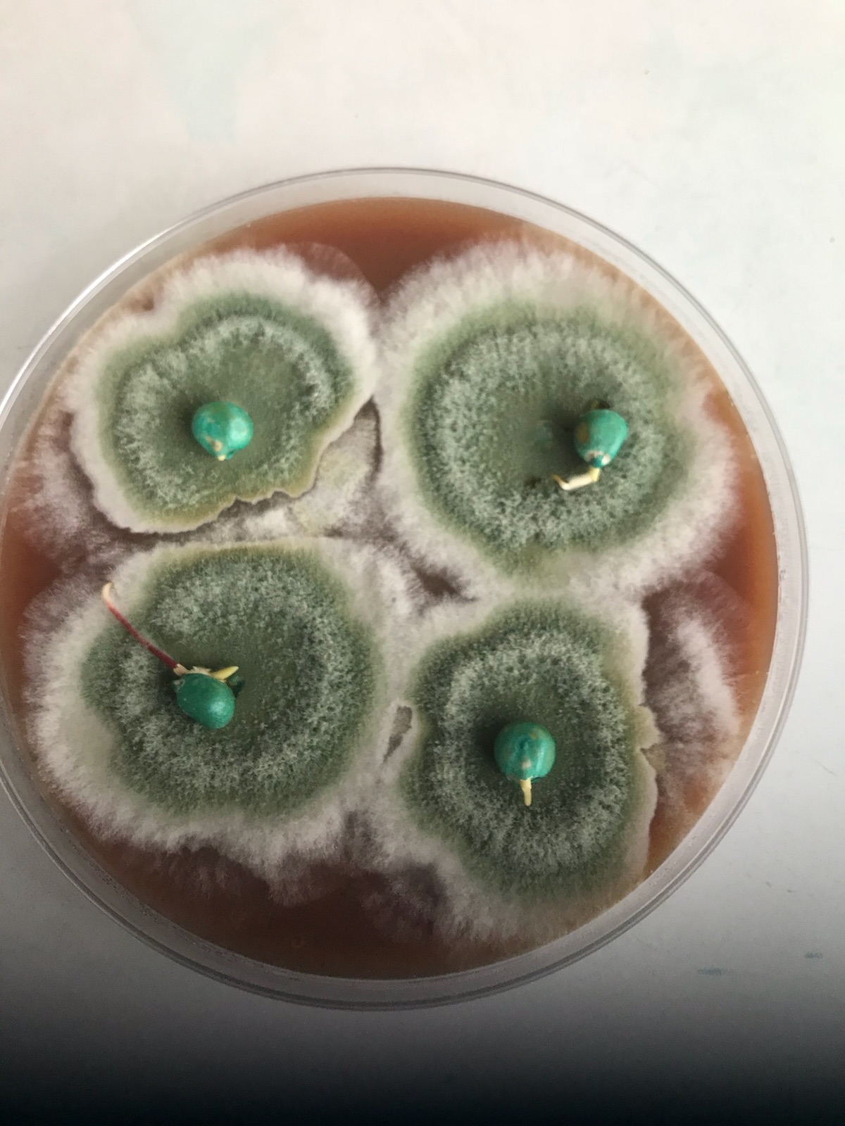 Heat Shield seed colonization petri dish showing biological fungal growth around treated seeds