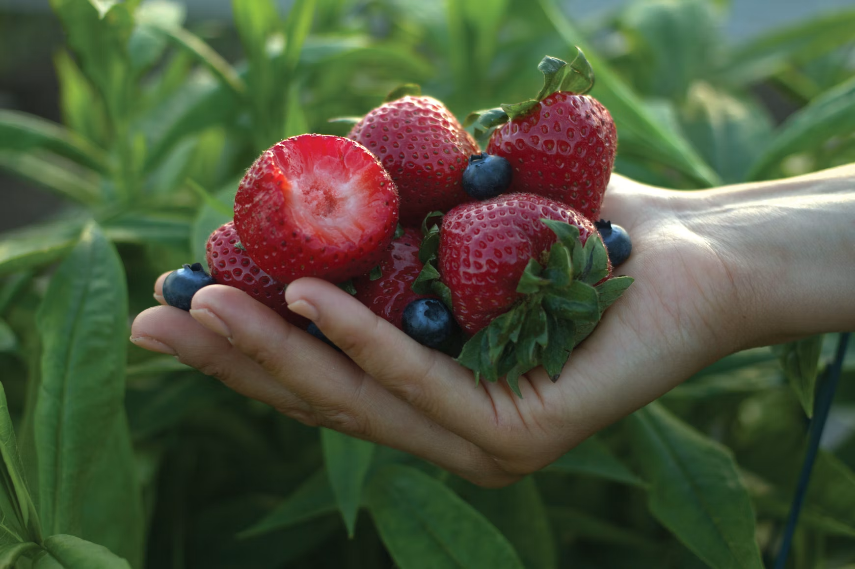 Fresh strawberries and blueberries held in a grower's hands