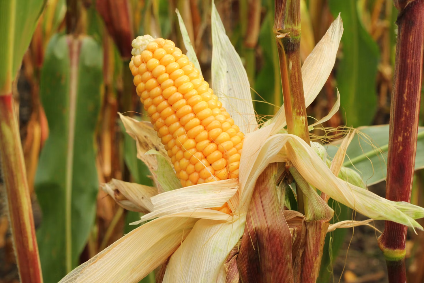 Mature ear of corn growing in the field