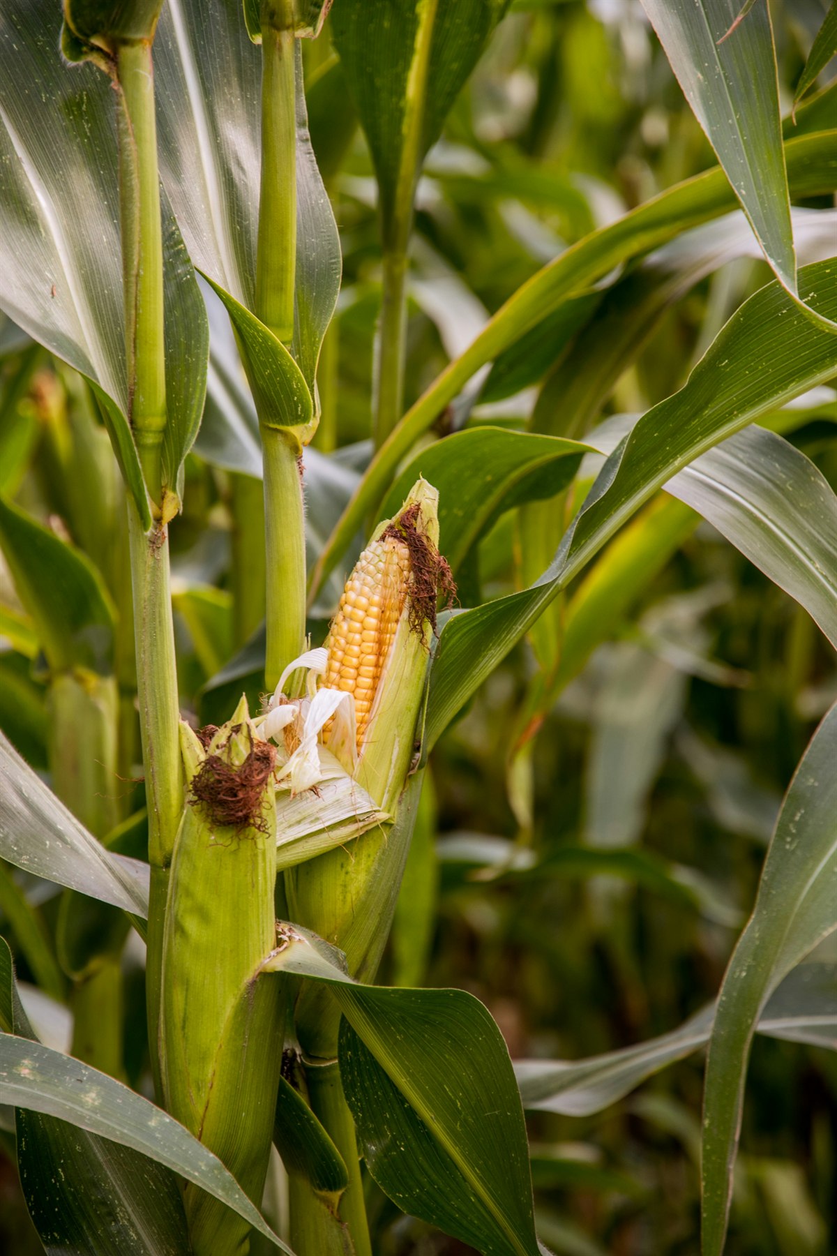 Developing ear of corn growing on a healthy green plant
