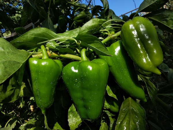 Healthy green peppers growing on the plant