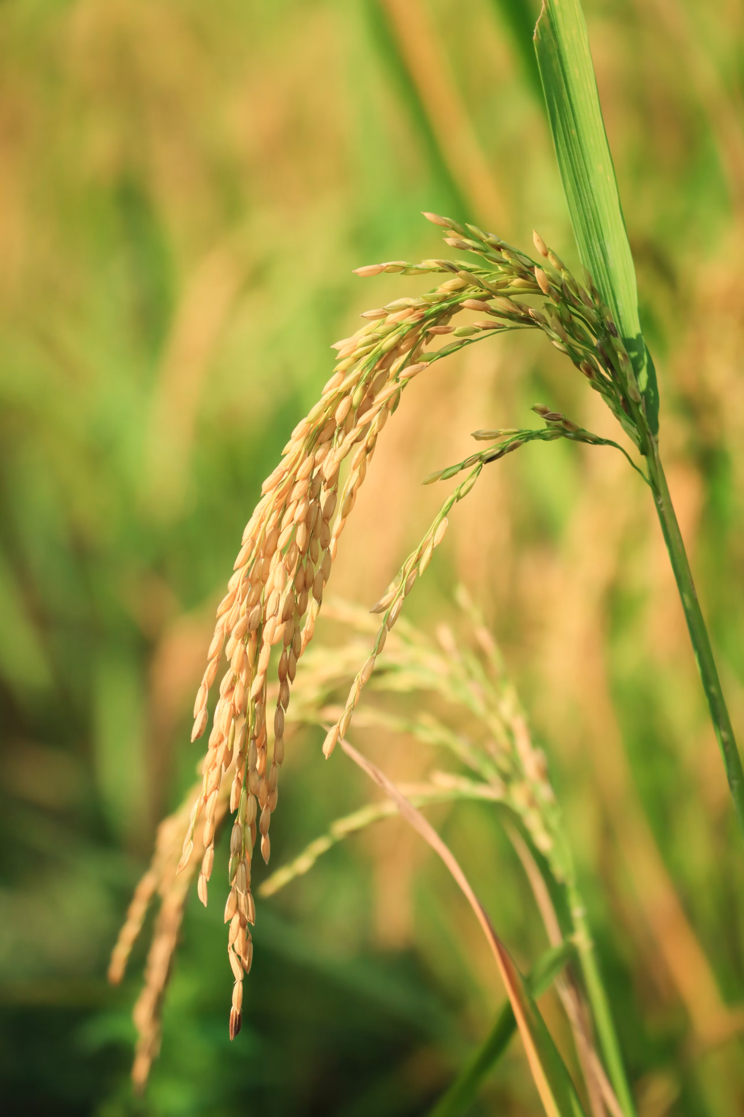Mature rice panicle growing in the field