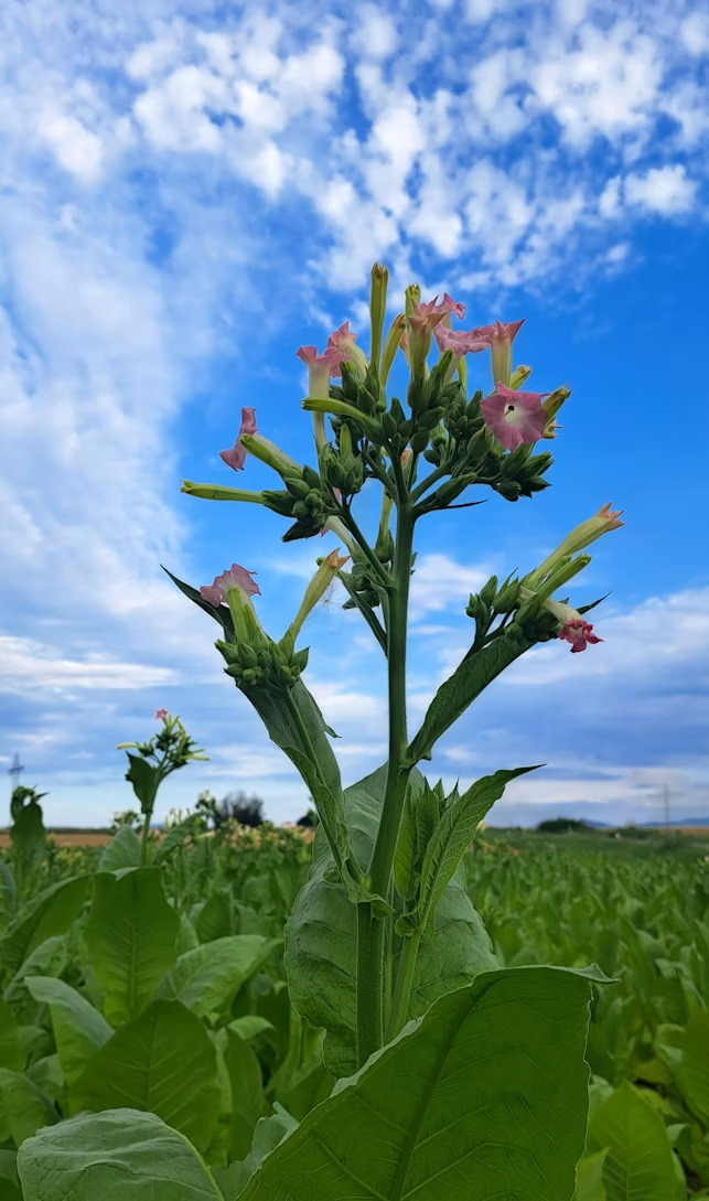Tobacco plant flowering under a blue sky