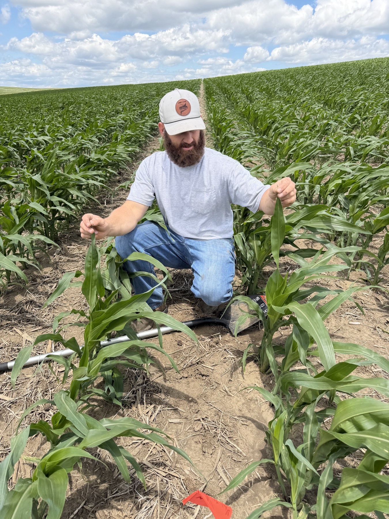 Grower comparing the height of two corn plants in a field