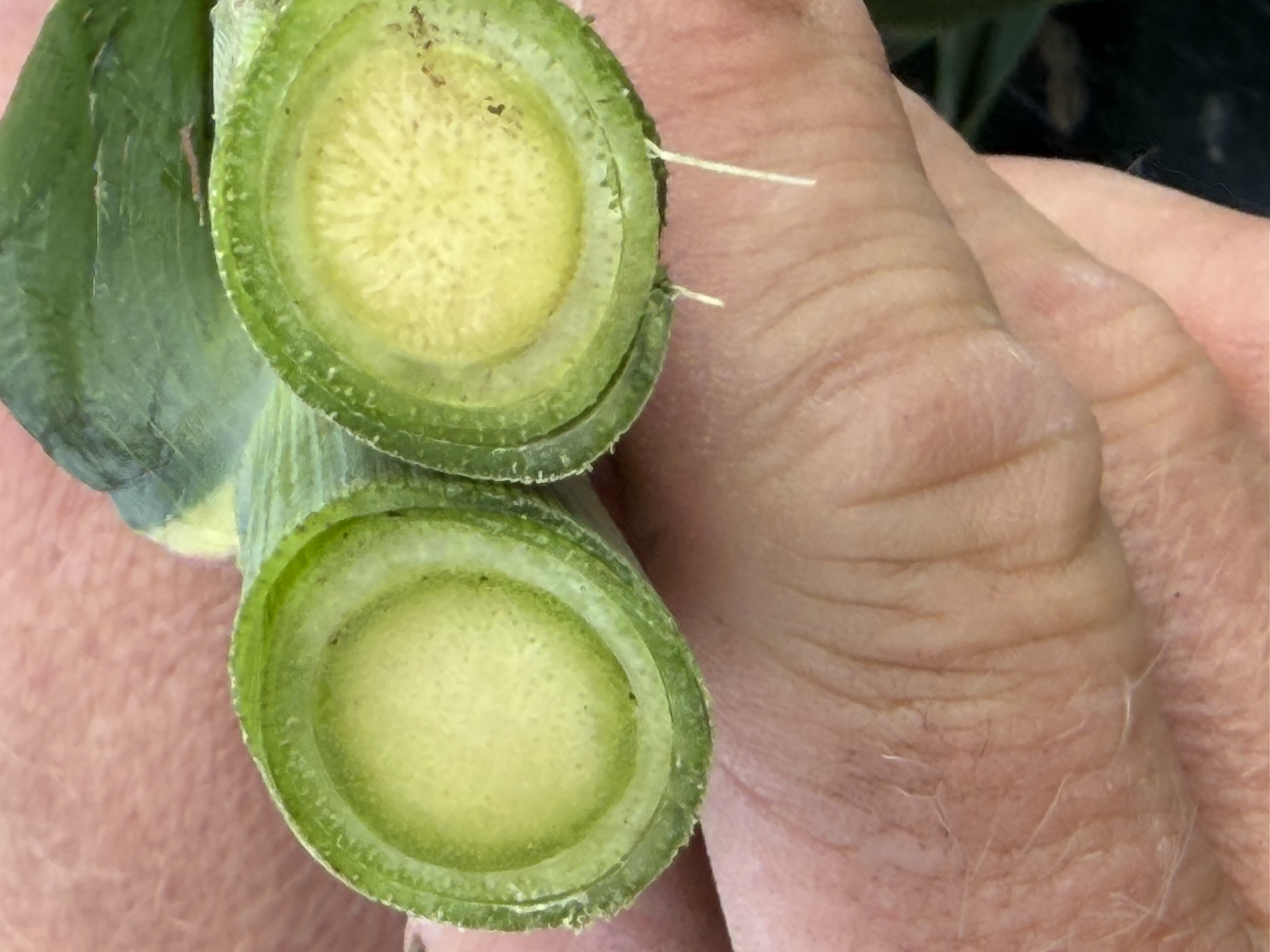 Close-up comparison of Nutri-Cycle Carbon corn stem cross-sections held in a field