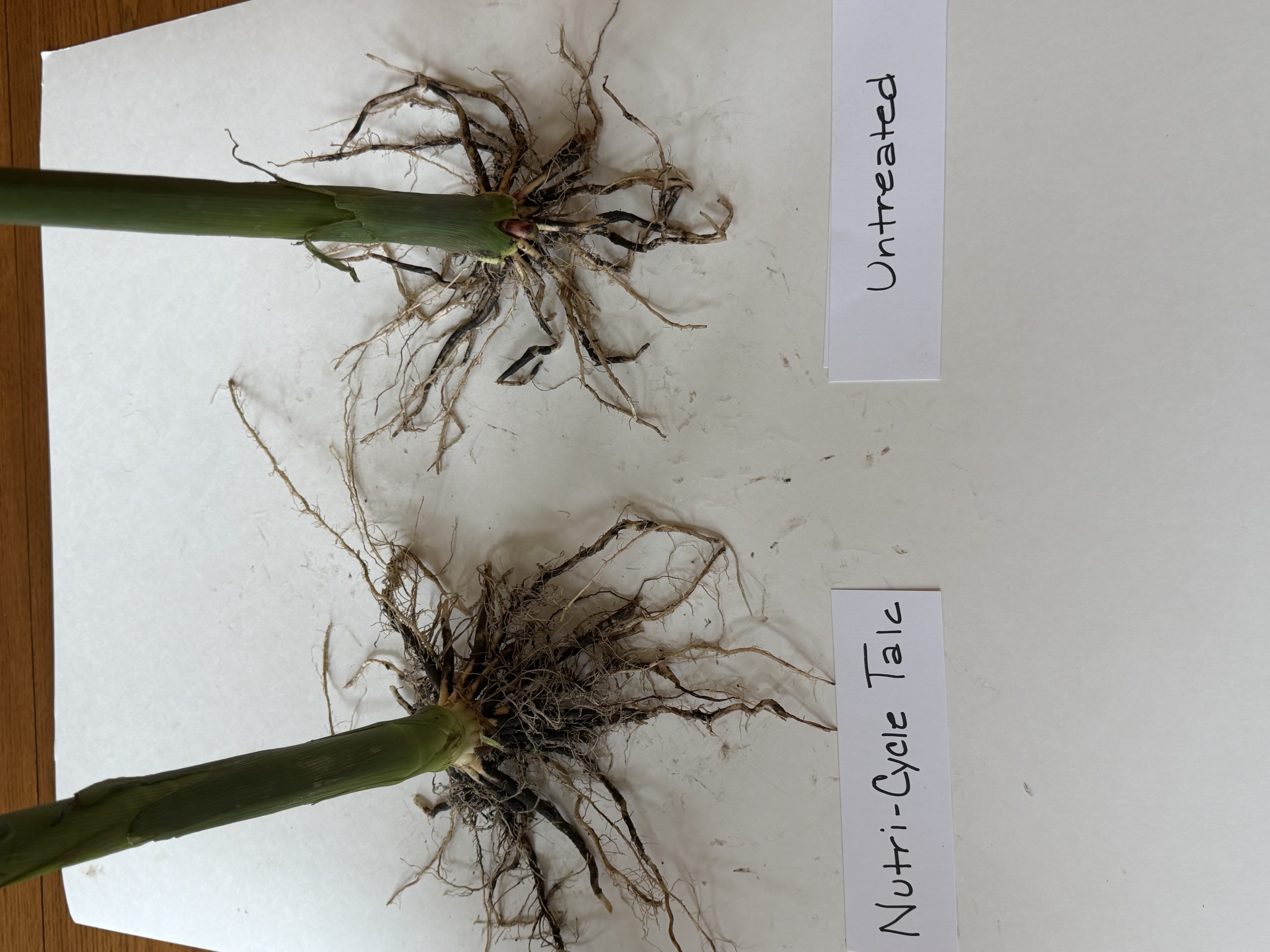 Side-by-side corn root comparison labeled Nutri-Cycle Talc and untreated