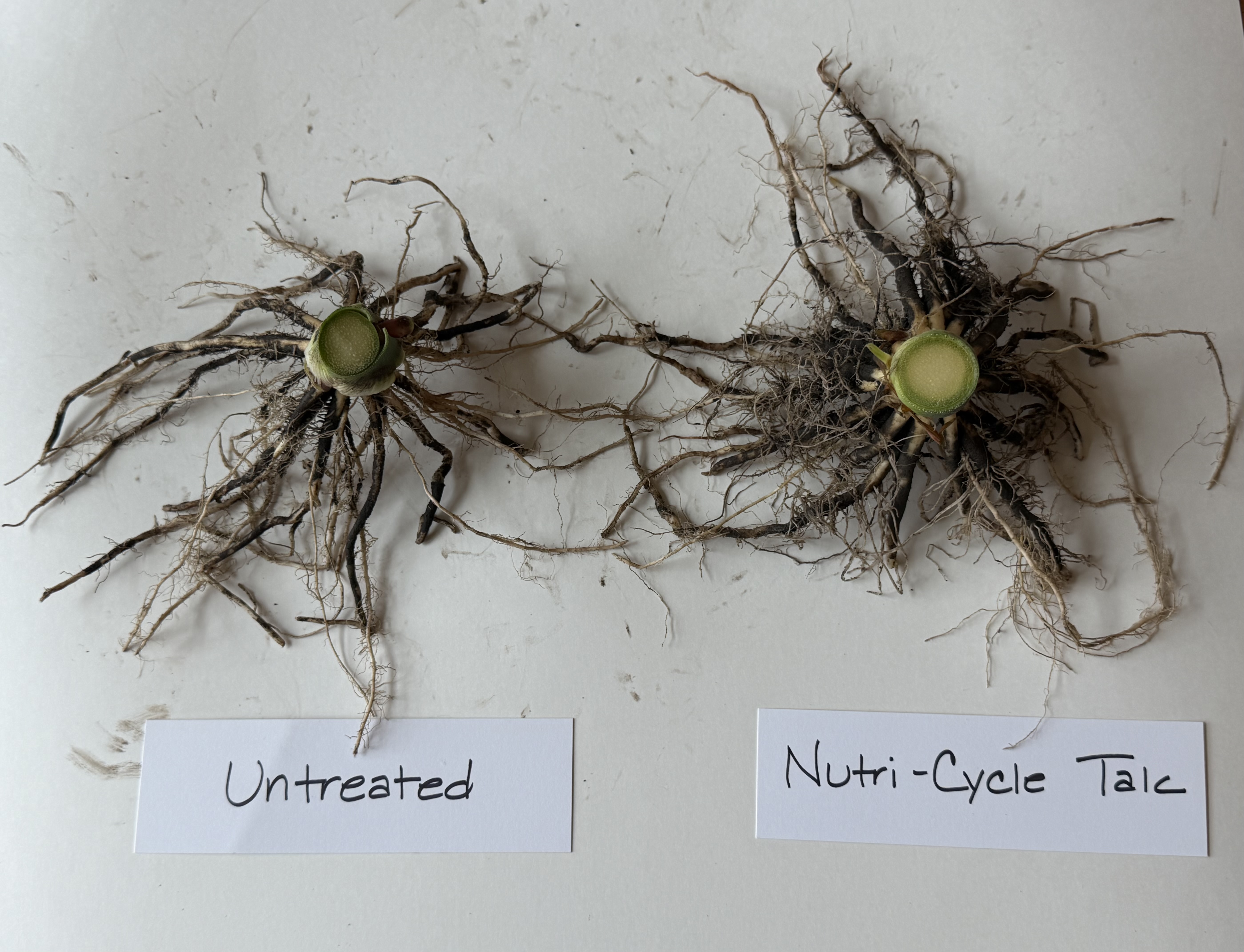 Root-only comparison showing untreated roots beside Nutri-Cycle Talc-treated roots