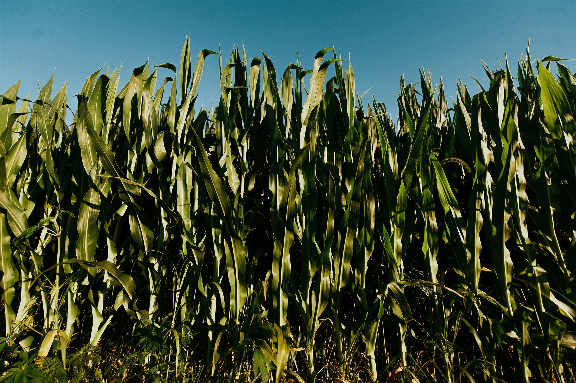 Healthy corn growing in a field