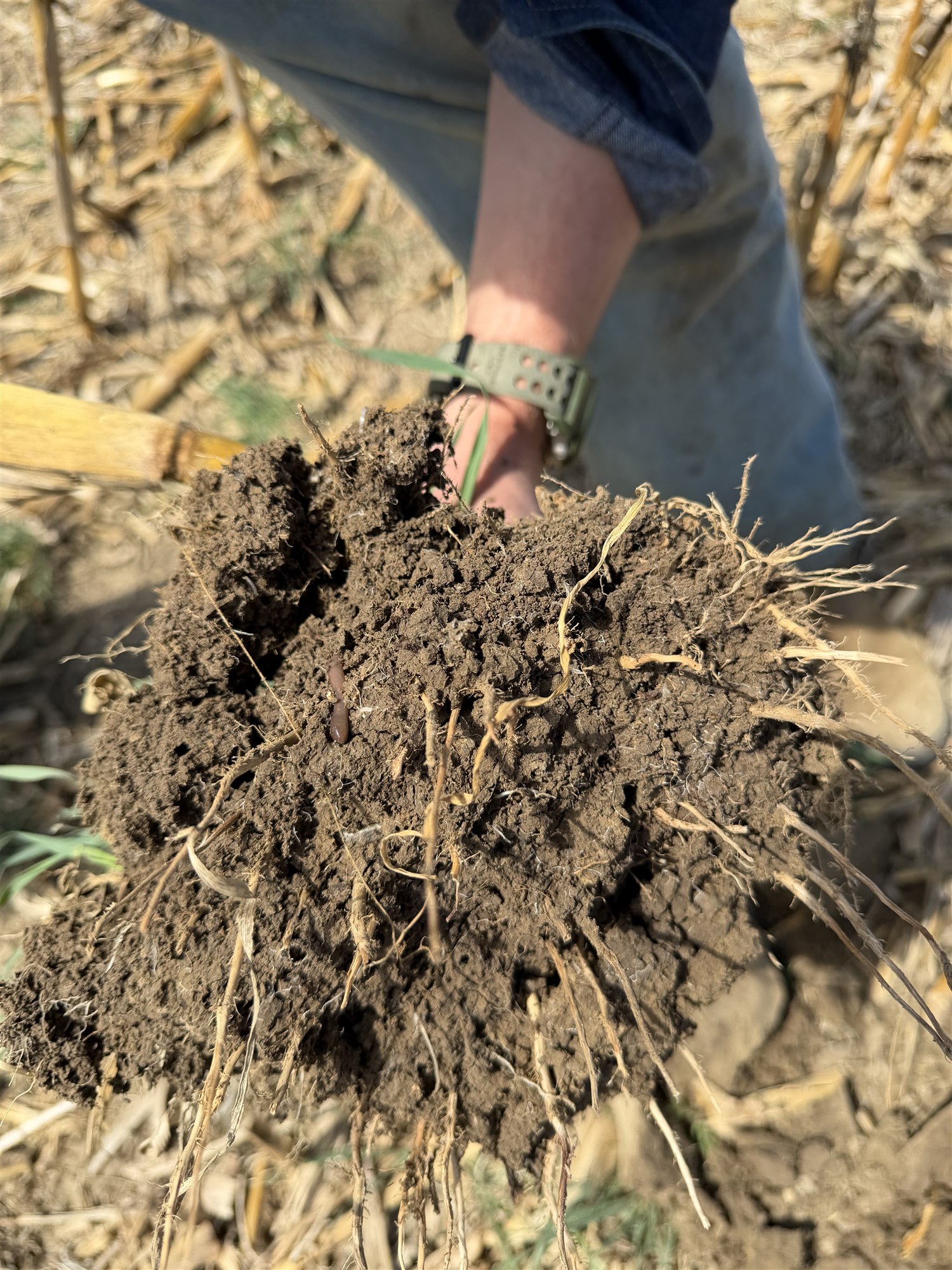 Grower holding a Nutri-Cycle spring root ball in a field