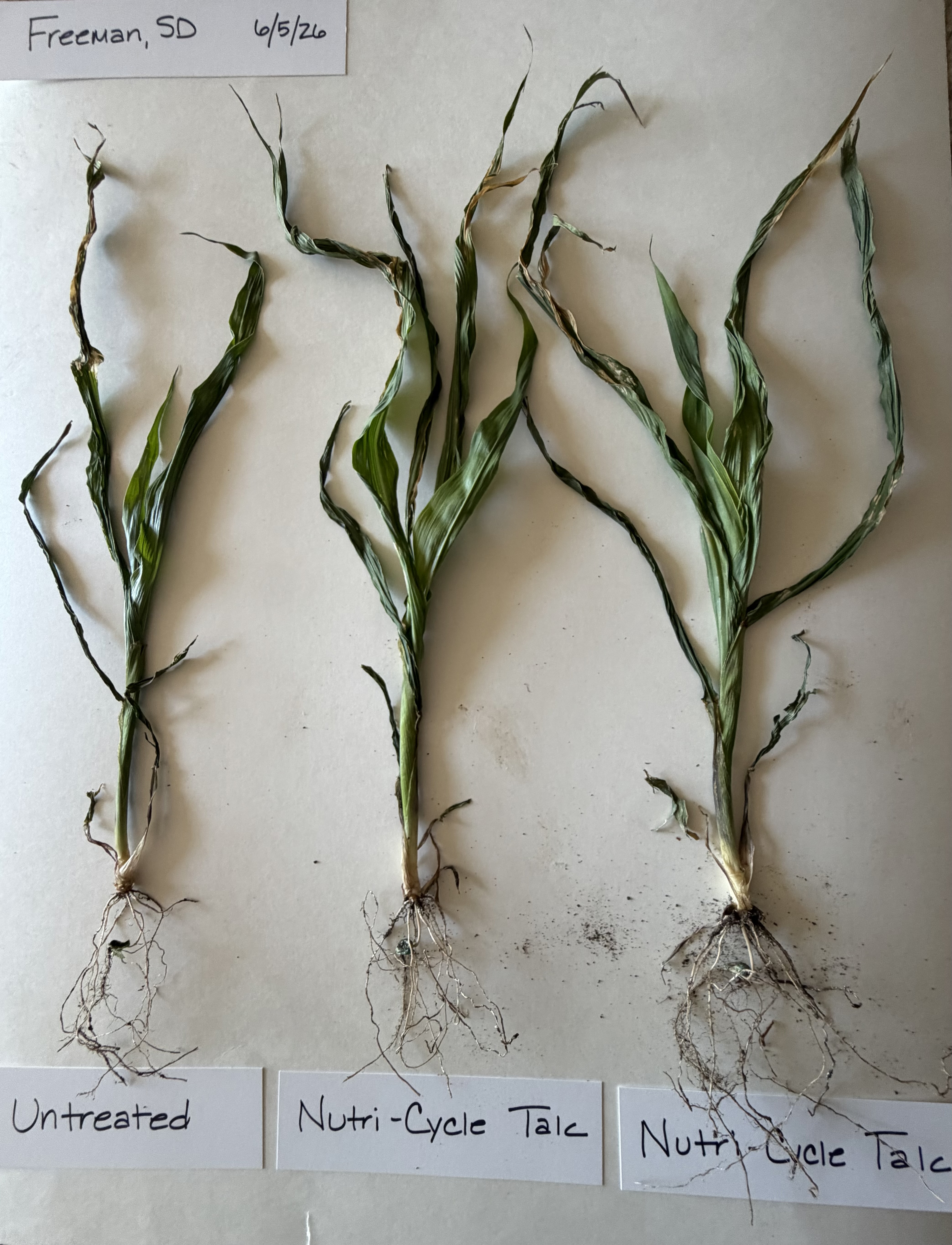 Corn plants from Freeman South Dakota on June 5 2026 labeled untreated and Nutri-Cycle Talc